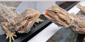 Il terrario per il drago barbuto 1463 0 Il terrario per il drago barbuto_ok